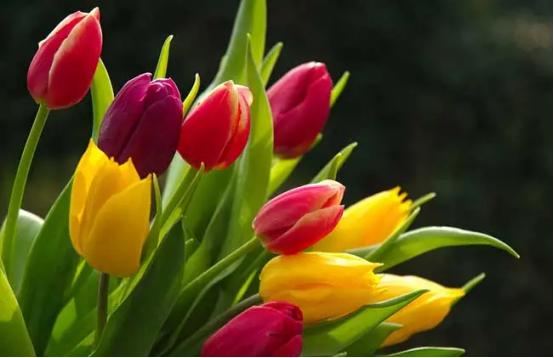 百花种类大全,百花的种类有哪些