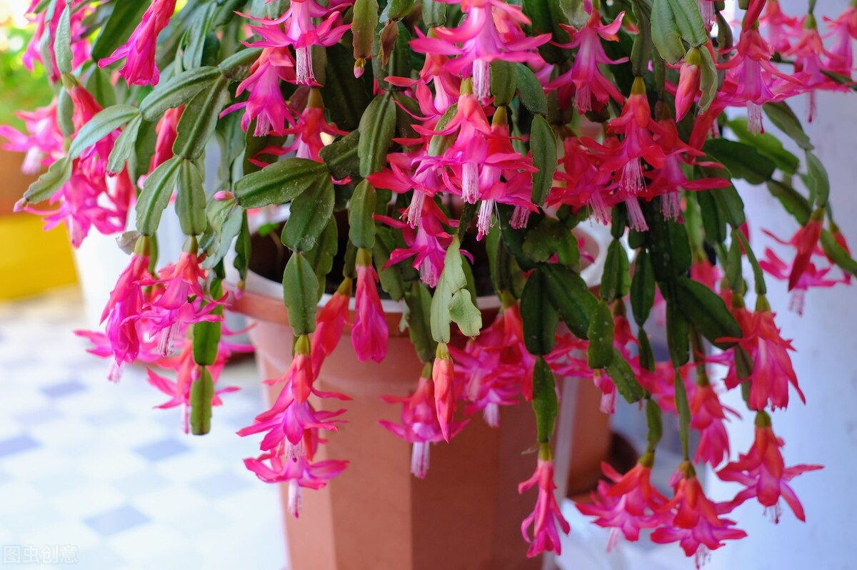 好养的植物小型图片和养殖方法,最好养的10种种植物