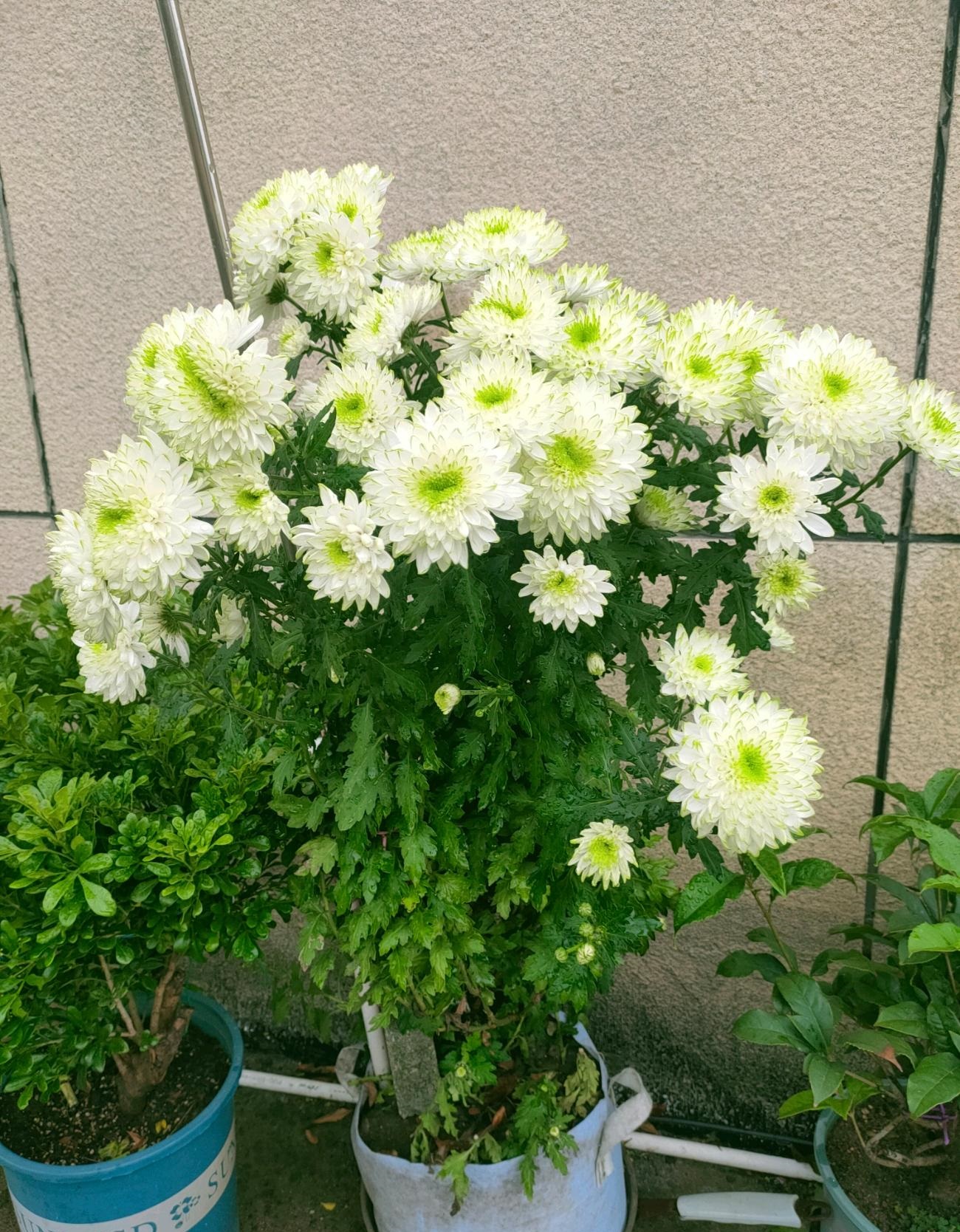 粉天赞菊花好养吗,天赞菊花冬天可以扦插吗