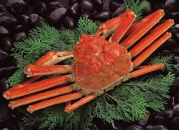 什么淡水蟹又大又好吃,厚礼蟹是螃蟹吗