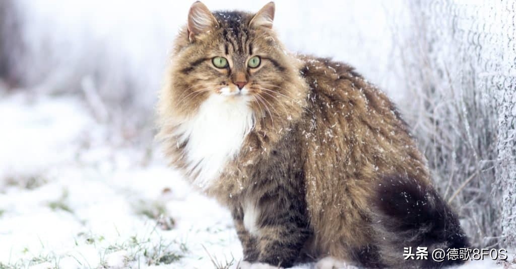 世界十大最昂贵的猫品种,世界上最昂贵的十个猫品种