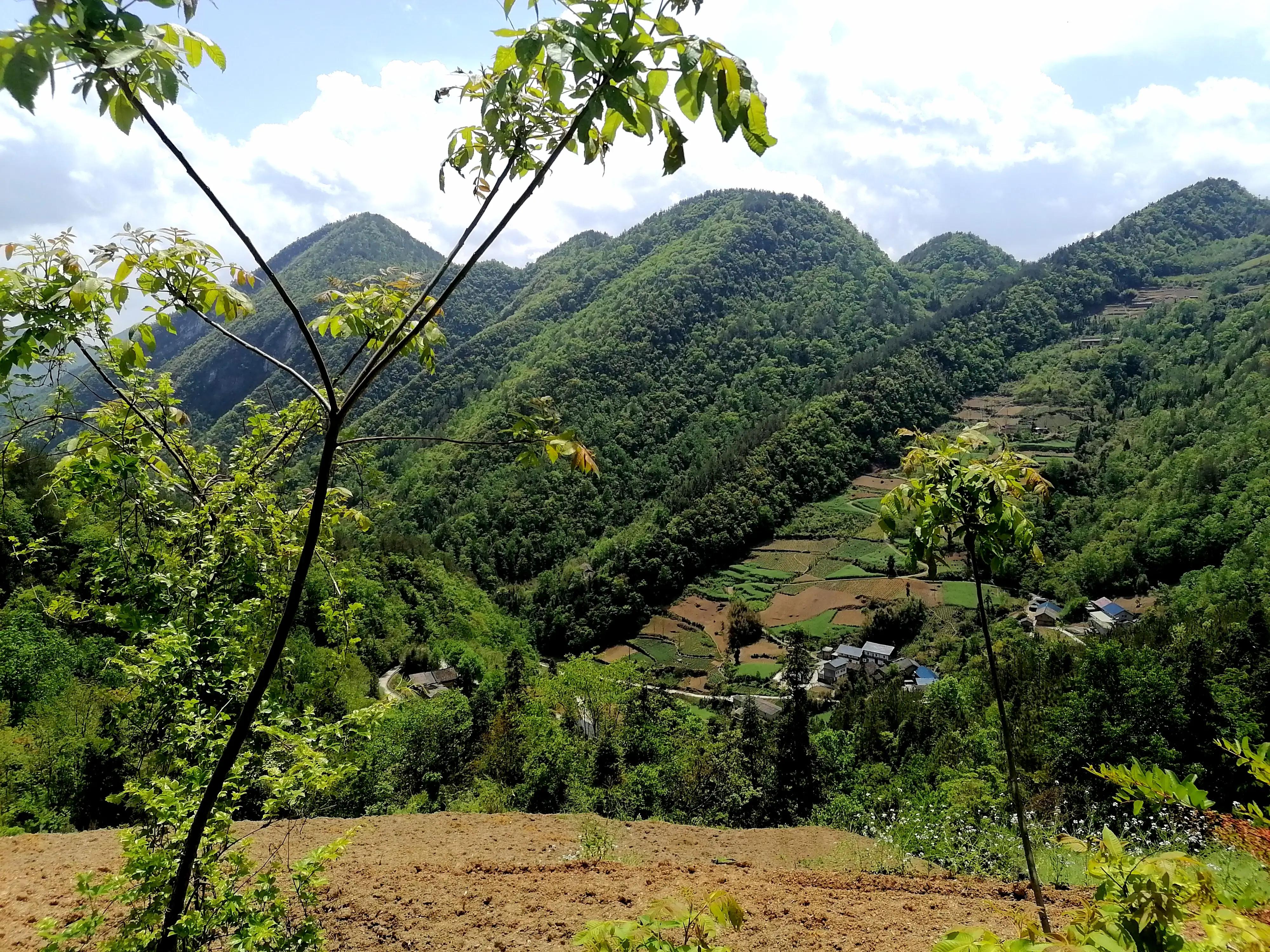 中西医结合治疗危害,国家对中医的发展有哪些利好政策