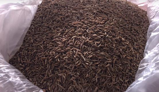 孜然的辨别与产地,孜然的辨别与作用