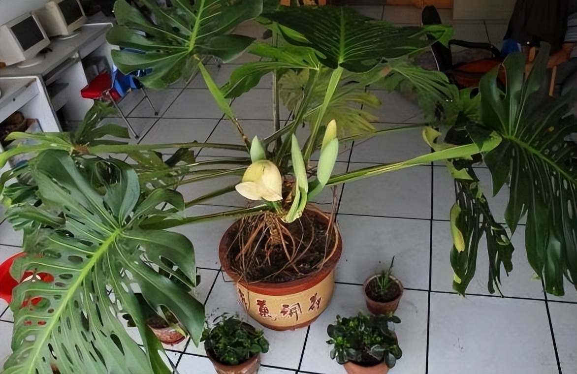 种植花草多久浇一次水好,冬天一浇水就烂根的5种植物