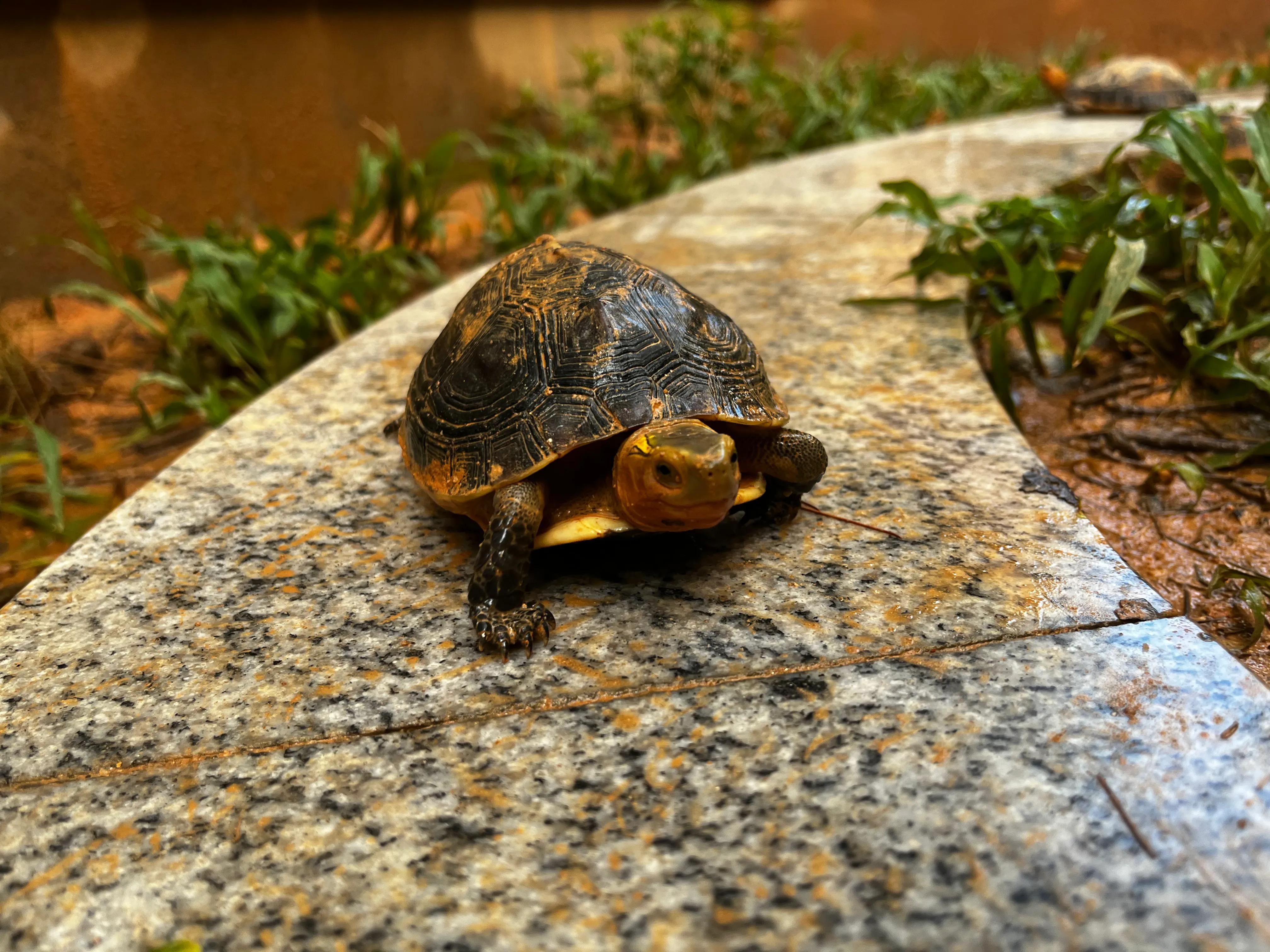 新龟到家刚开始一段时间怎么养,新龟到家喂食注意事项