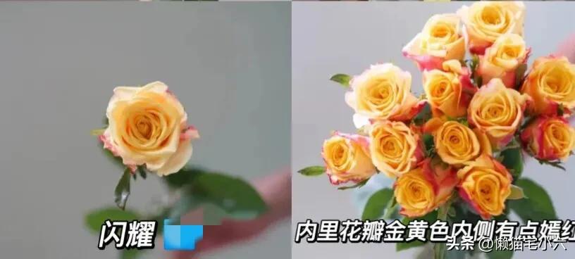 玫瑰花送你最浪漫,姑娘送一个玫瑰花给你