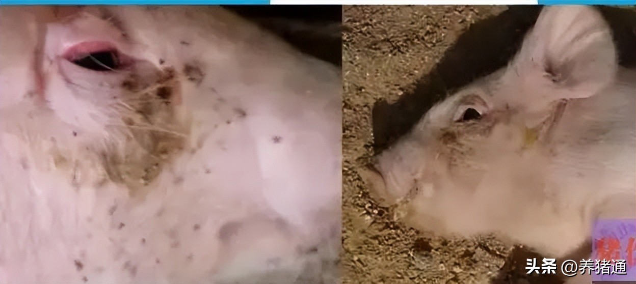 猪链球菌感染怎么预防,猪链球菌感染怎么防治