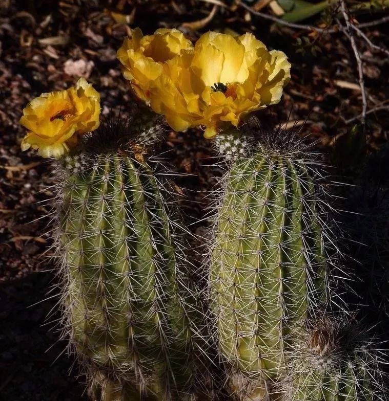 200种·仙人球开花图鉴，大开眼界，美到爆