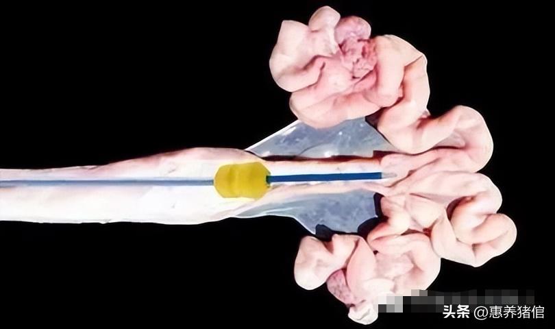 母猪深部输精倒流哪些原因造成,深部输精母猪的淘汰率会增加吗