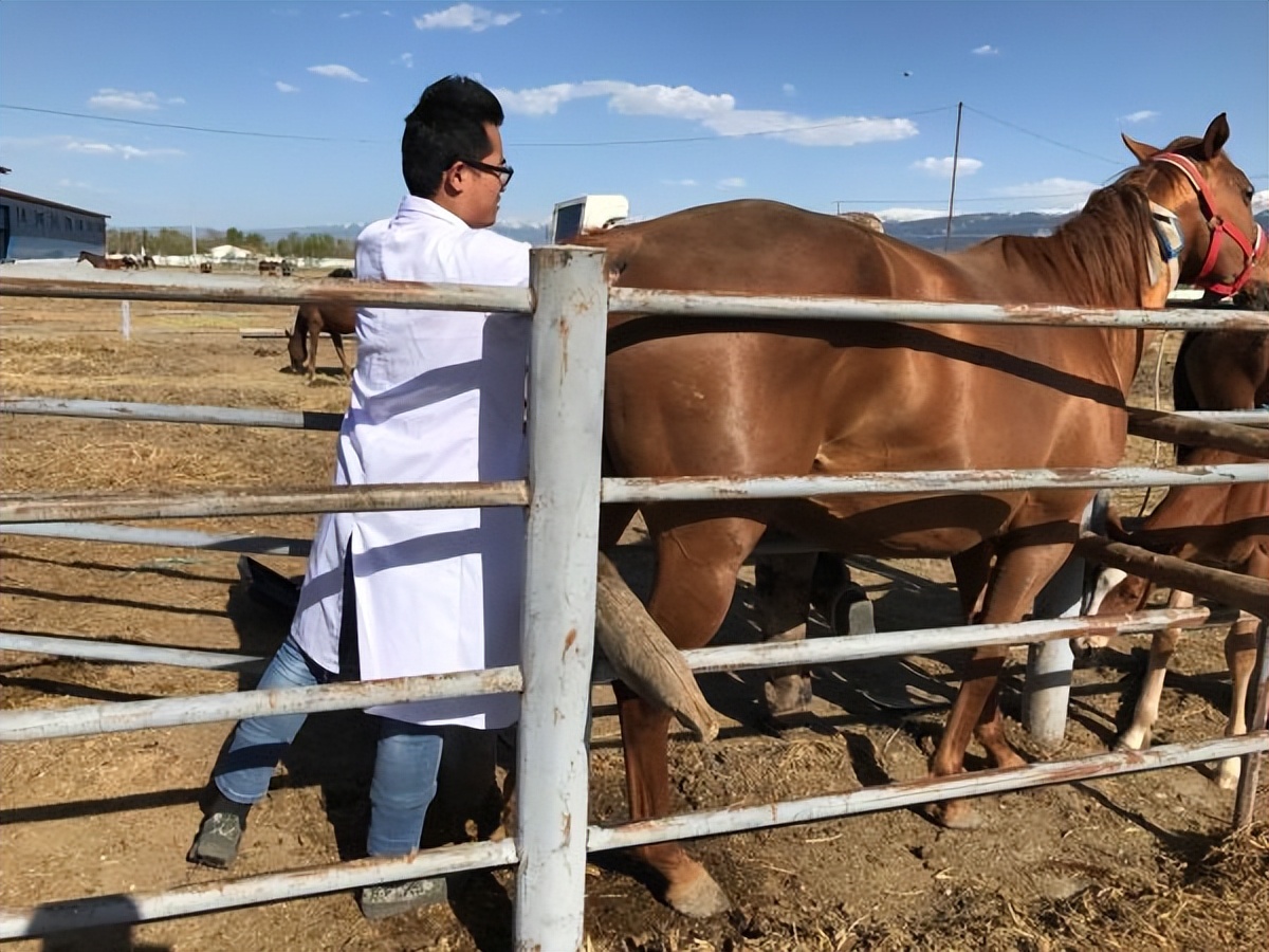 老虎狮子为什么可以杂交,为什么狮子和老虎能杂交