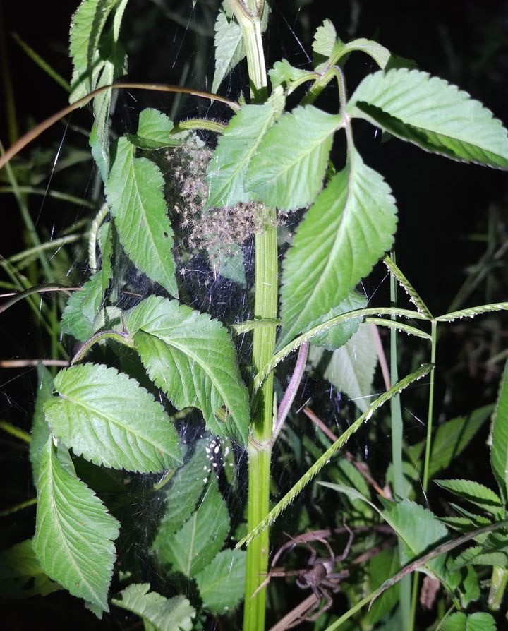 蜘蛛一次能产多少仔,蜘蛛一次可以吐几根丝