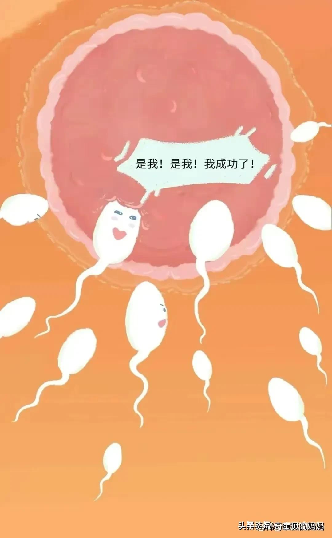 一起来看看“小蝌蚪”进入女性体内的全过程