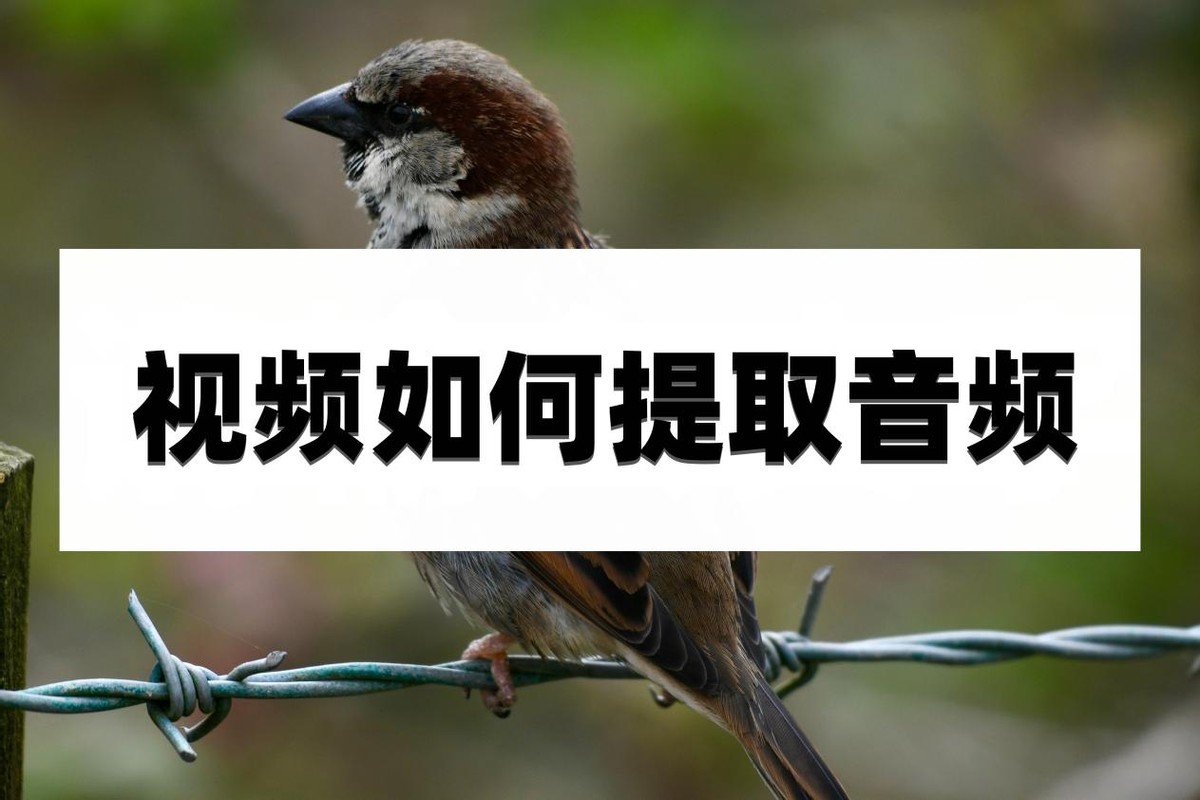 提取视频中声音保存成音频,剪映怎么把音频和视频分离