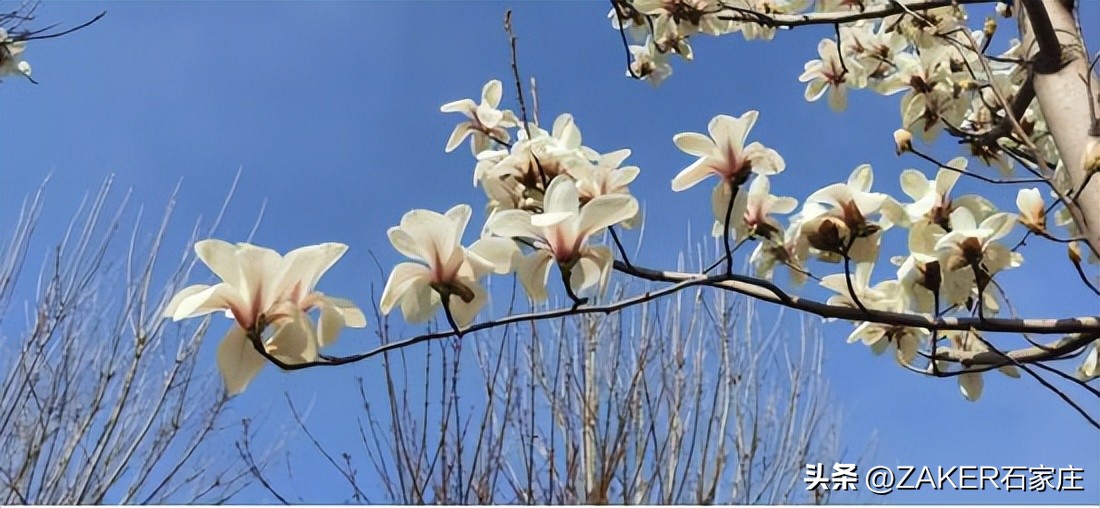 石家庄早新闻,早新闻完整内容