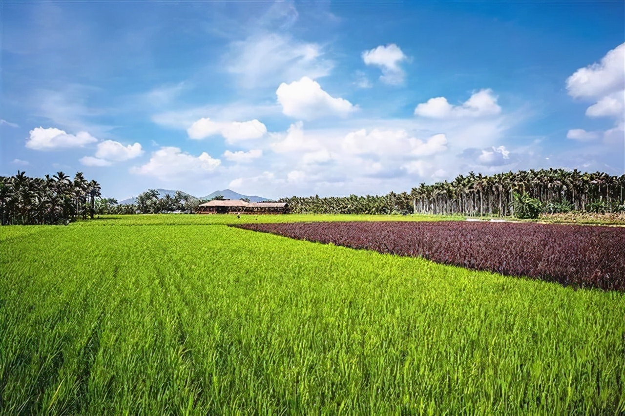 知耕快报｜作物基因组设计育种工具箱；Calyxt植物合成生物学方案