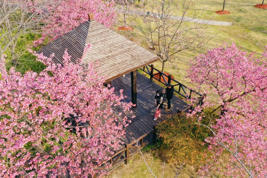 顾村公园踏青赏樱,顾村公园樱花节赏早樱