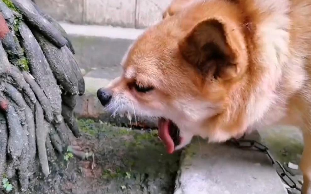 歪厨子余小二央视,歪厨子余小二靠啥爆火