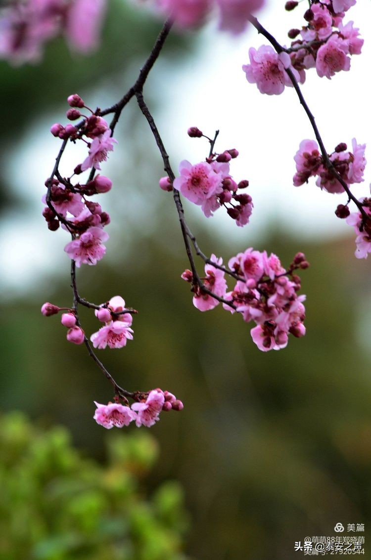 春风拂柳梅花开,桃李春风梅花开