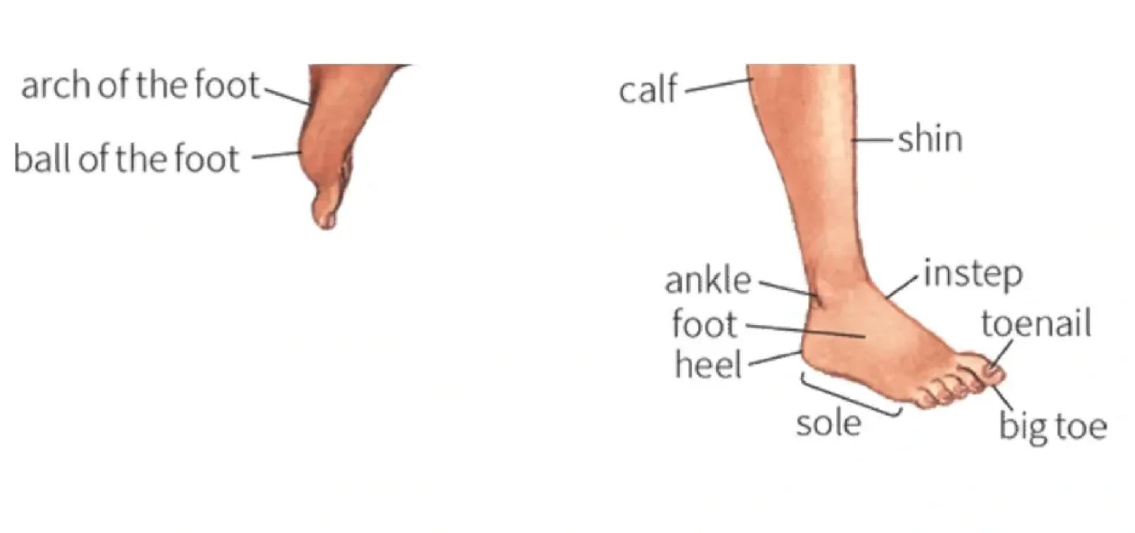 鞋方面的专业术语,关于鞋品介绍的专业术语