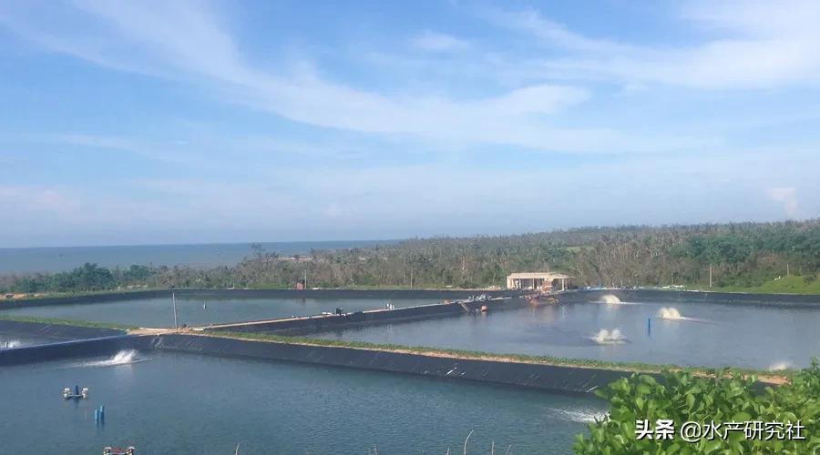 水产小球藻种和小球藻粉区别,水产养殖肥水用小球藻粉剂