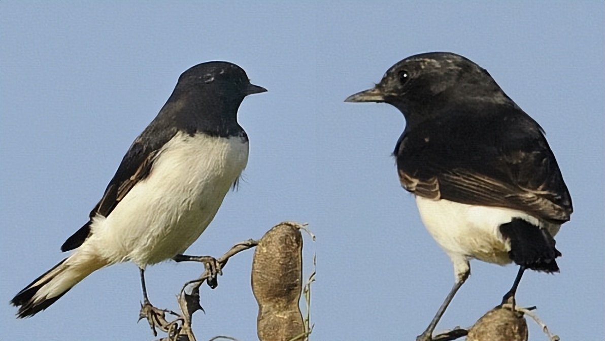 50张最佳鸟类摄影作品,鸟儿大全大图
