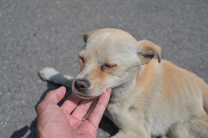 诺总日记最新视频,诺总日记最新消息