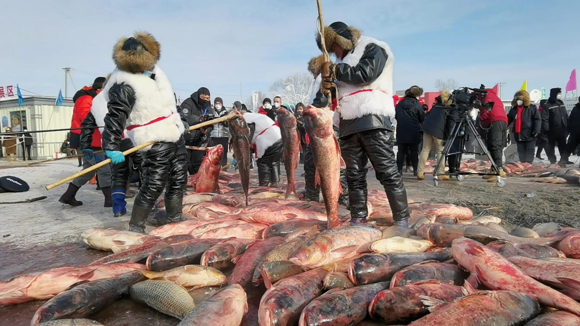 黑龙江冷水鱼冬捕开门红,黑龙江冷水鱼冬捕