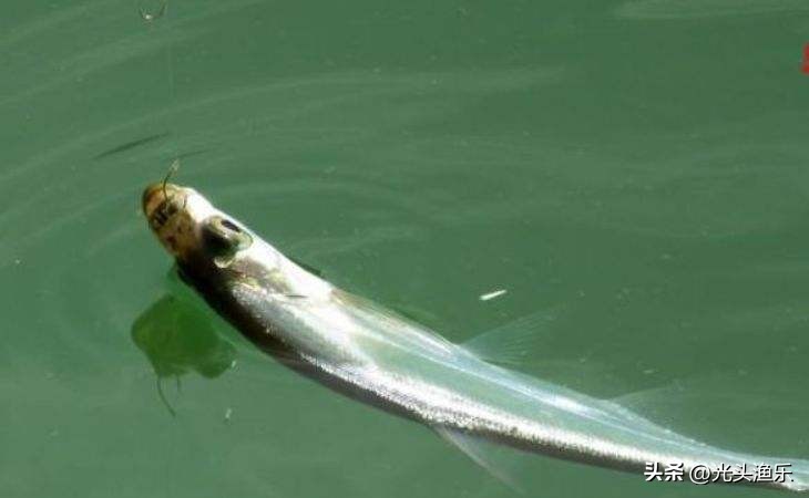 邓刚钓翘嘴鱼视频完整版,邓刚钓翘嘴鱼的方法及技巧