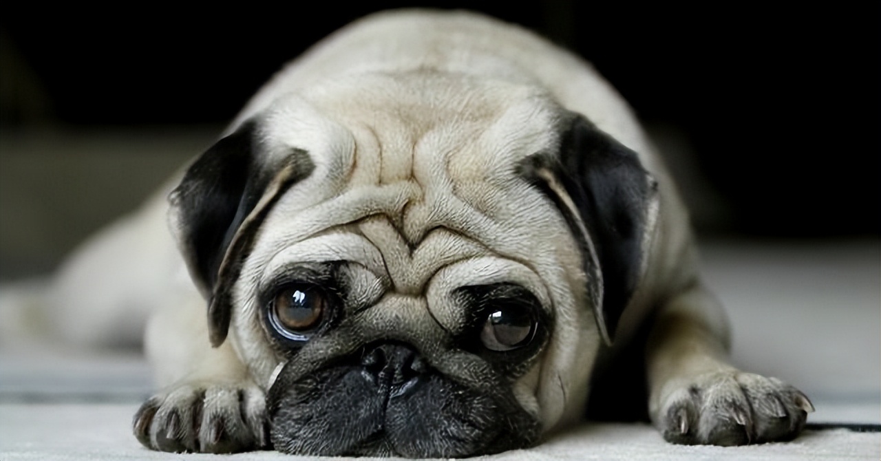 哪种宠物狗长寿又好养,盘点6种长寿狗不妨入手养一只吧