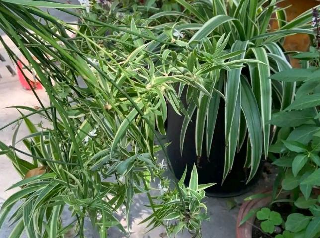 我家卫生间被一种植物“占领”了……