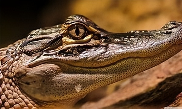 动物行为与生态,动物在生态系统中的作用