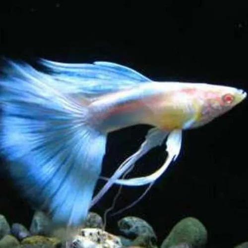 各种漂亮鱼的名称及图片,漂亮可爱的海水观赏鱼