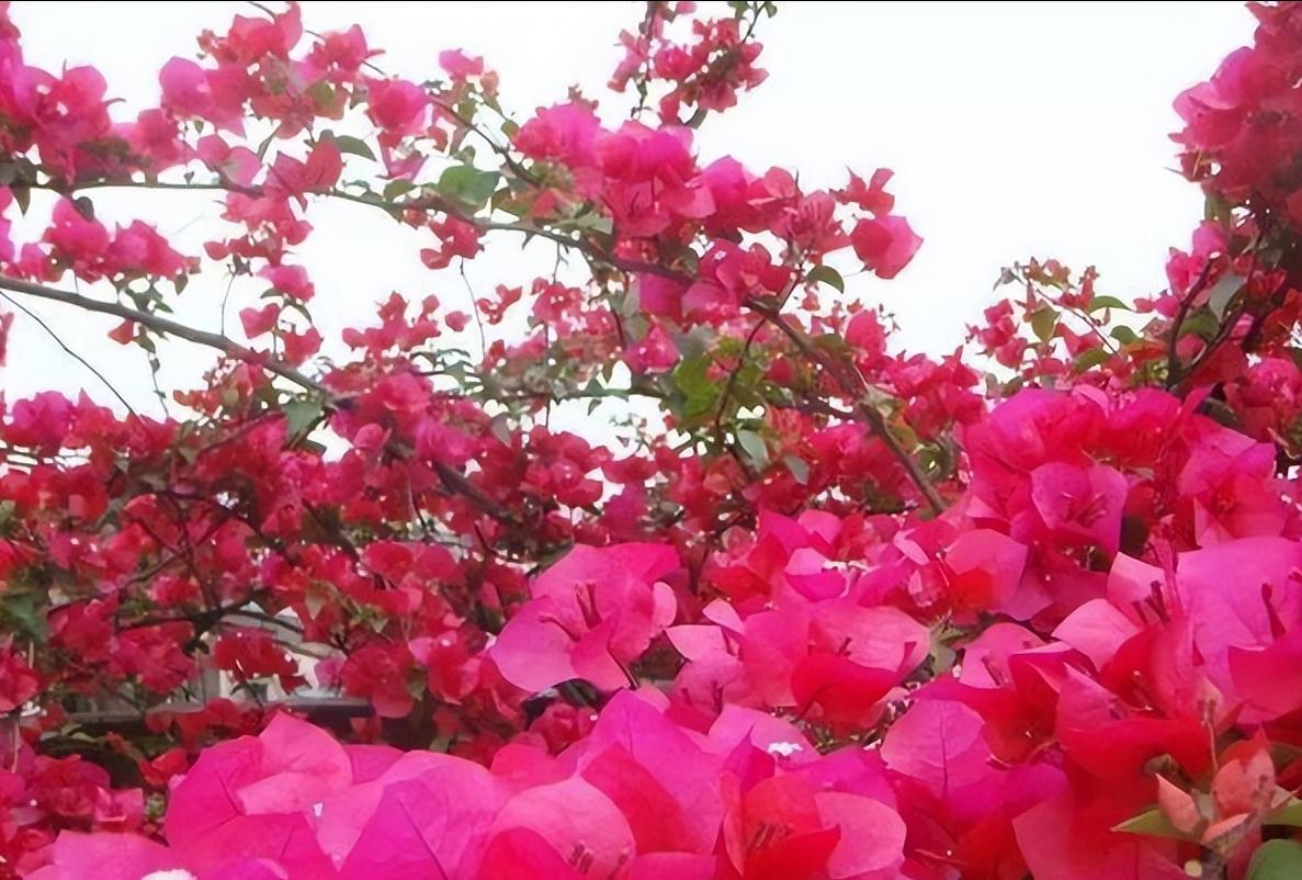 院子种2棵巴西进口花，花开似海，风景独特，美不胜收