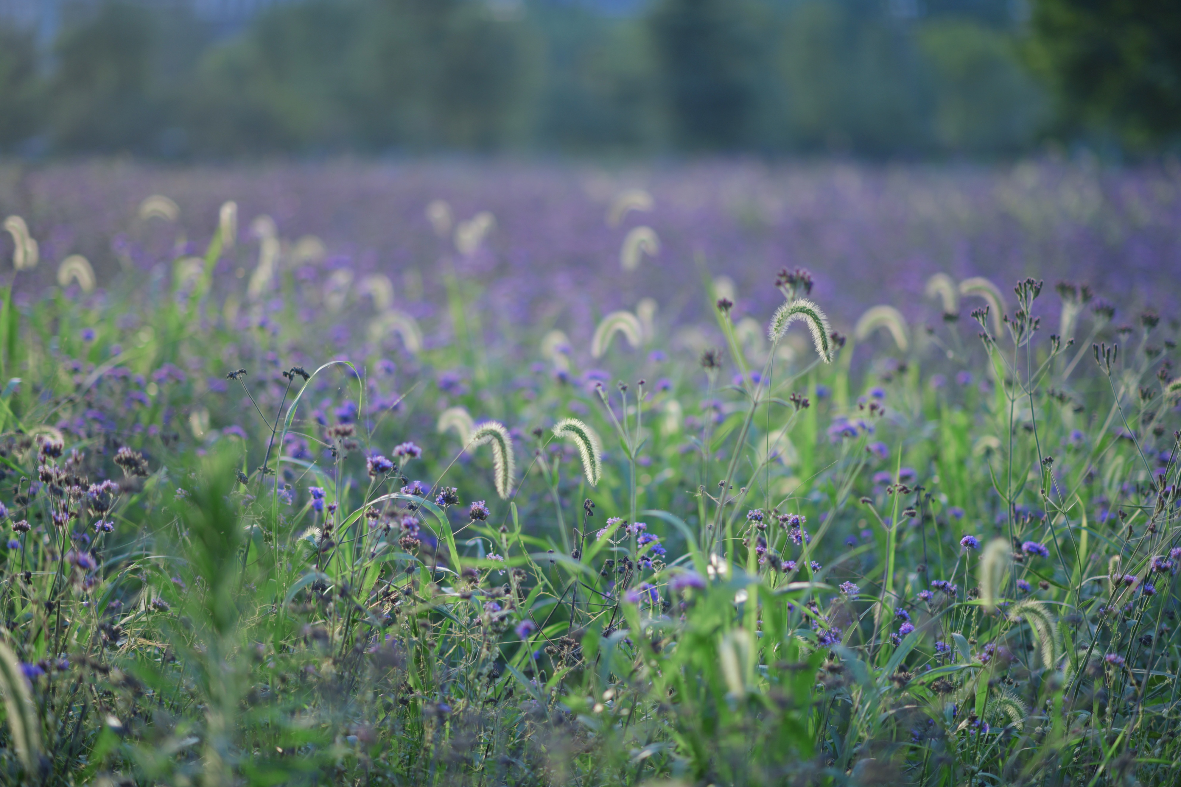 重庆市赏花胜地游玩线路,重庆渝北周边赏花地点推荐