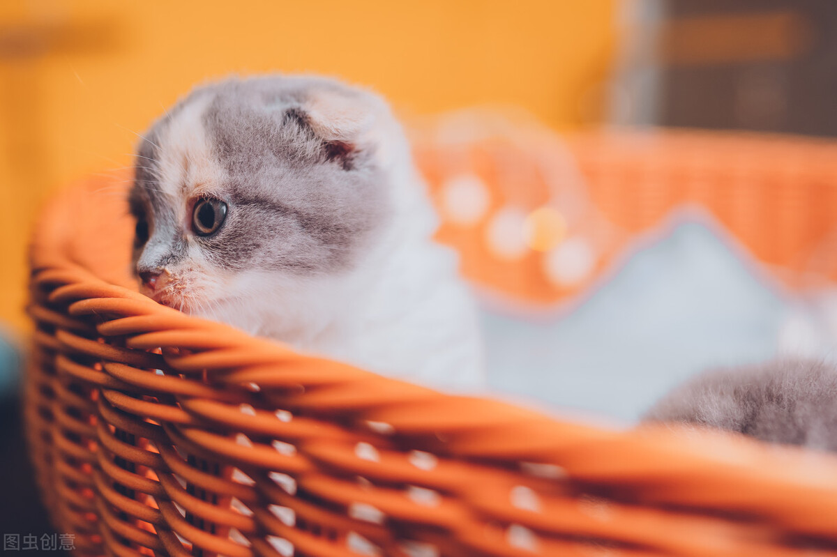 猫咪怀孕之后食欲下降,猫咪怀孕60天食欲下降