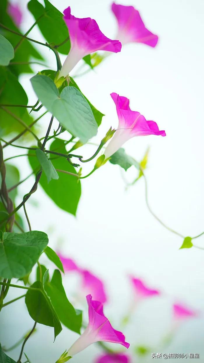 小小牵牛花鲜艳夺目,小小牵牛花教学