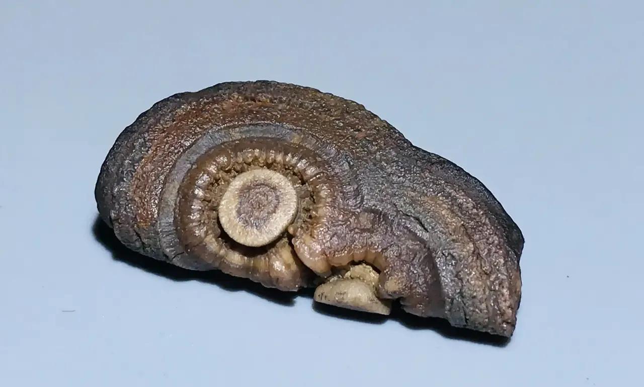 观赏奇石,观赏奇石的图片大全