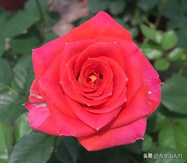 微型月季嫁接最佳品种,丰花微型月季品种有哪些