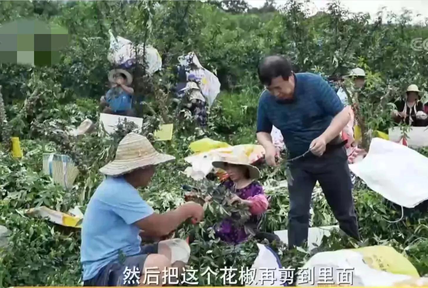 重庆男子加工花椒，无意间在蒸汽中发现端倪，靠蒸汽年收入300万