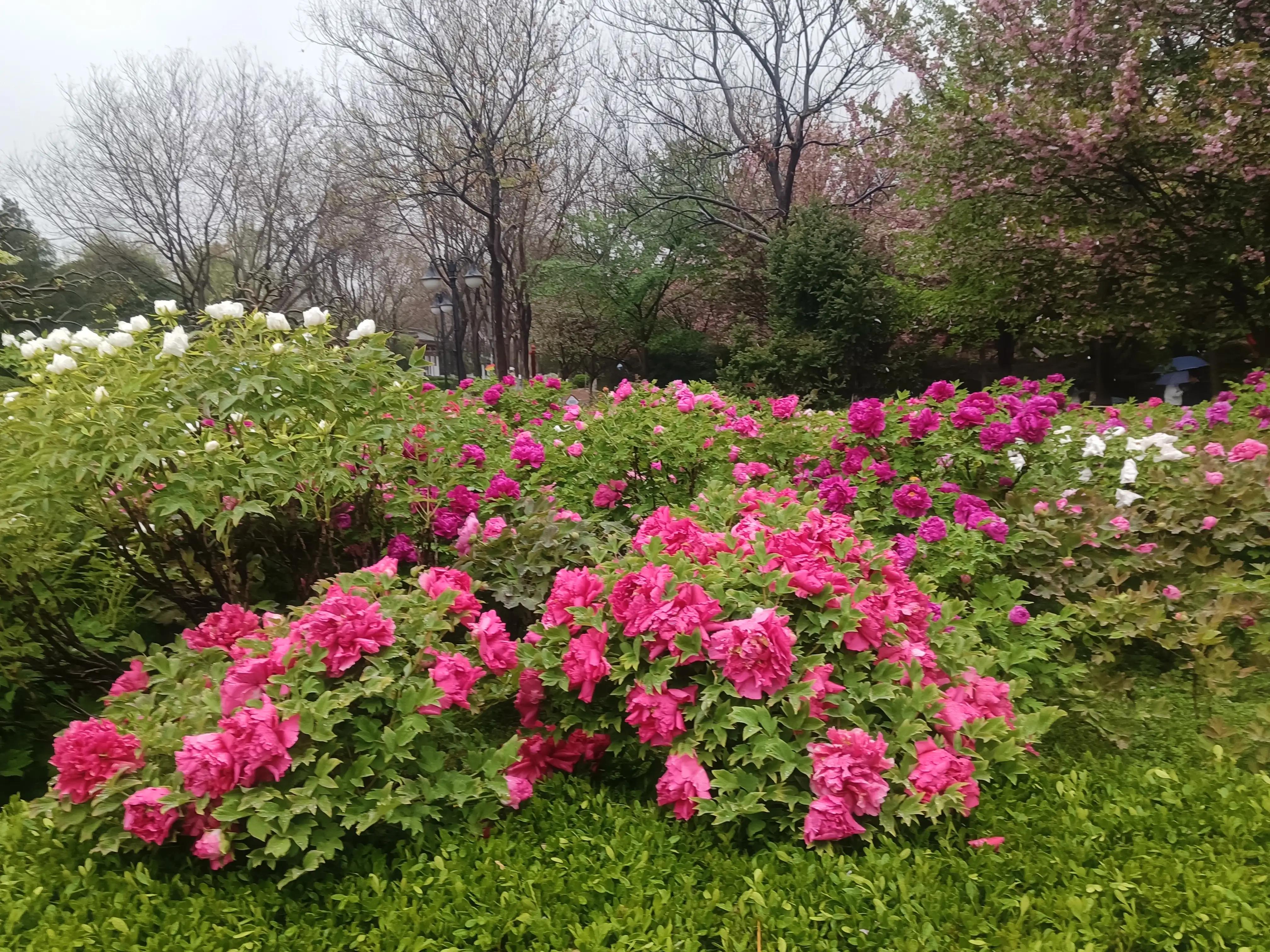 樱花枝头花争艳,西安青龙寺牡丹樱花娇艳盛开