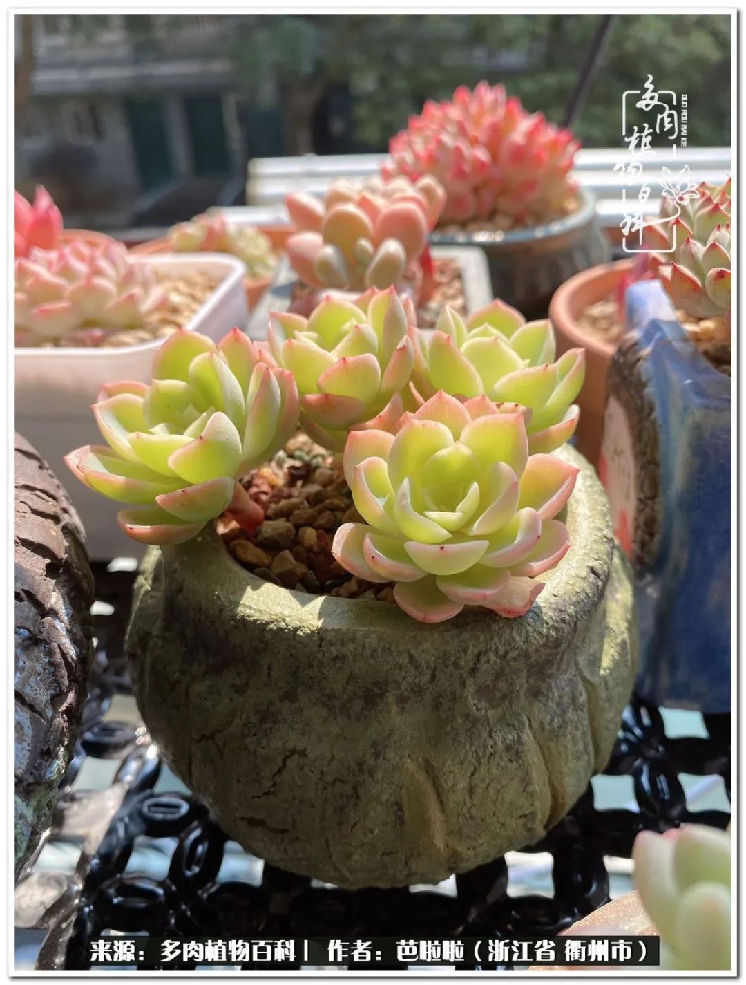 超级能治愈心情的多肉,治愈心灵的彩色植物