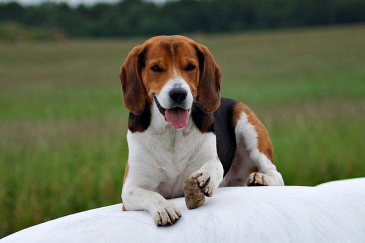 这几种狗狗不仅好养还不臭,这六种狗狗便宜又好养谁养谁走运