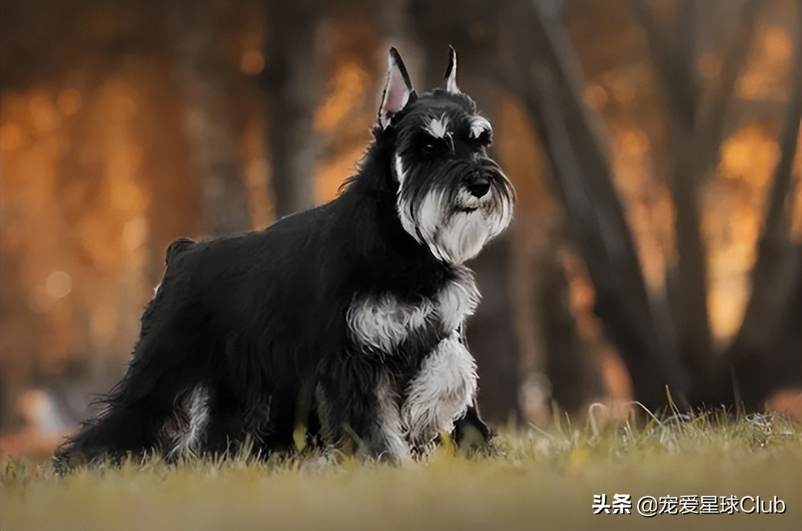 富人家的狗vs穷人家的狗,富人和穷人家的狗