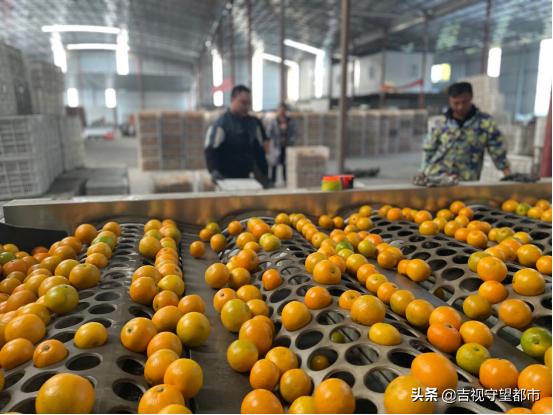 麻阳冰糖橙产业电商,中国冰糖橙之都麻阳宣传视频