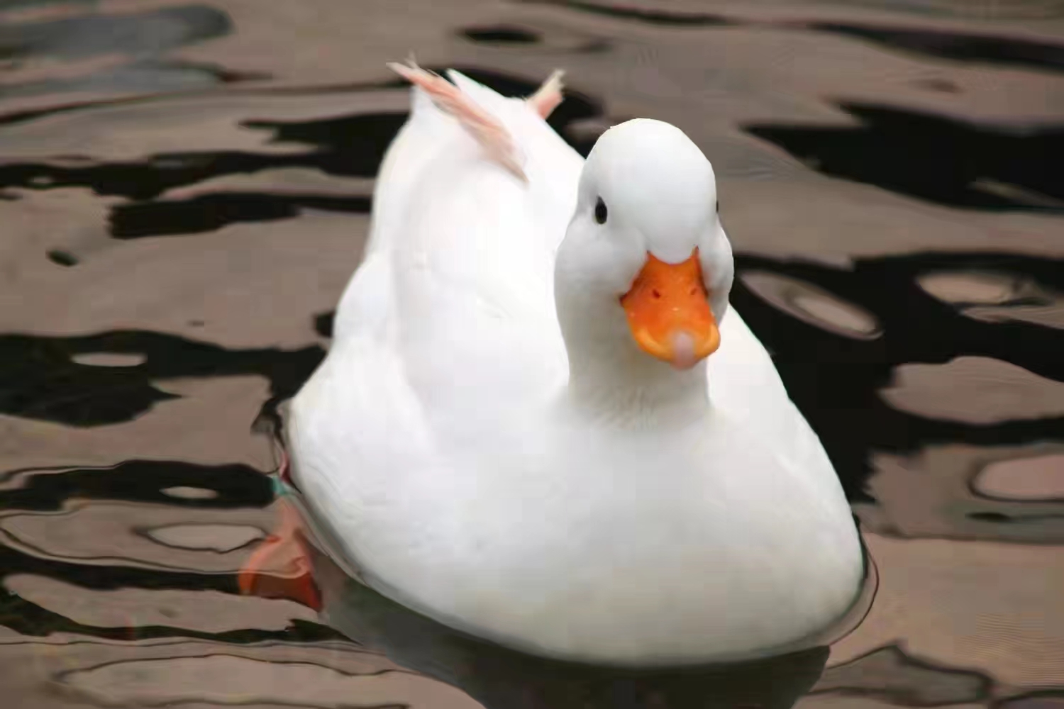 禽医聊养鸭,鸭卵黄性腹膜炎是什么原因引起的