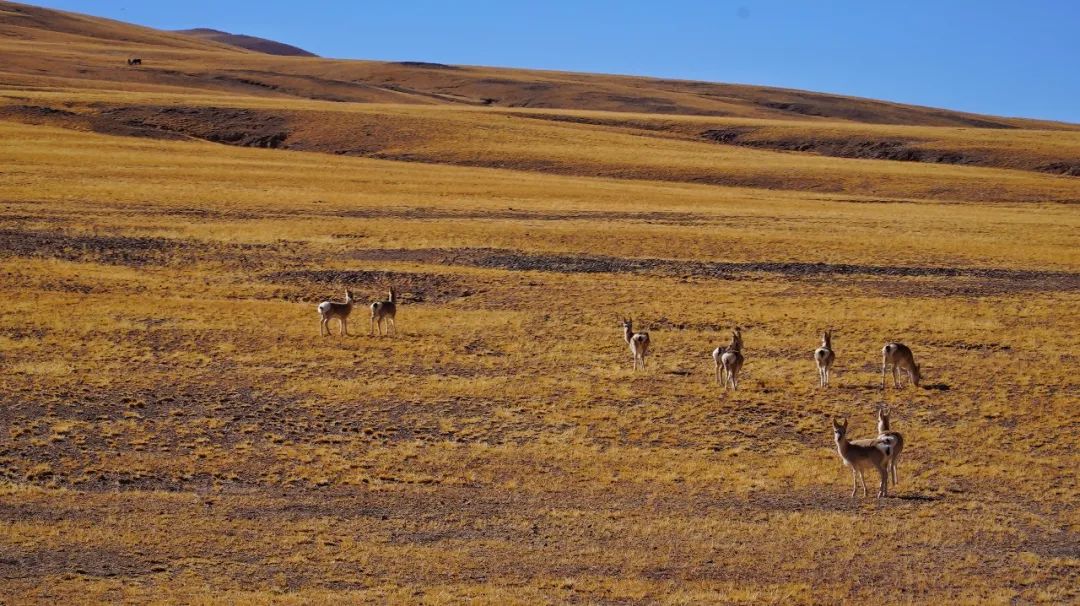 自驾穿越西藏最危险的路,4800公里川藏线穿越