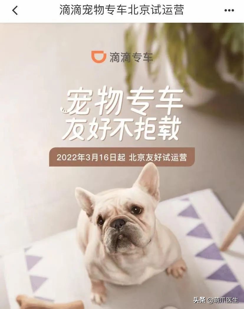 带猫网约车,带猫能打到网约车吗