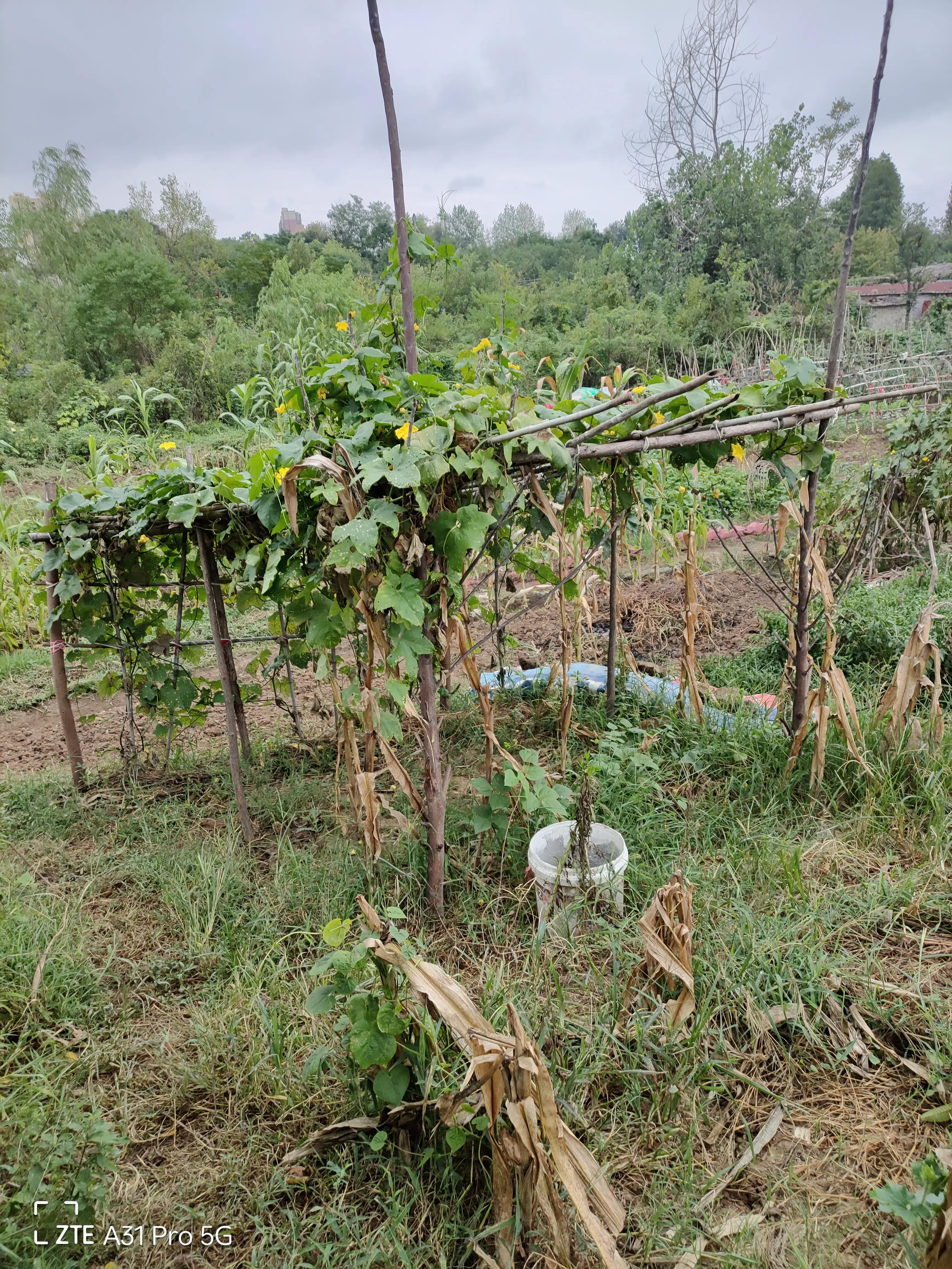 落花生的原名,落花生是什么意思