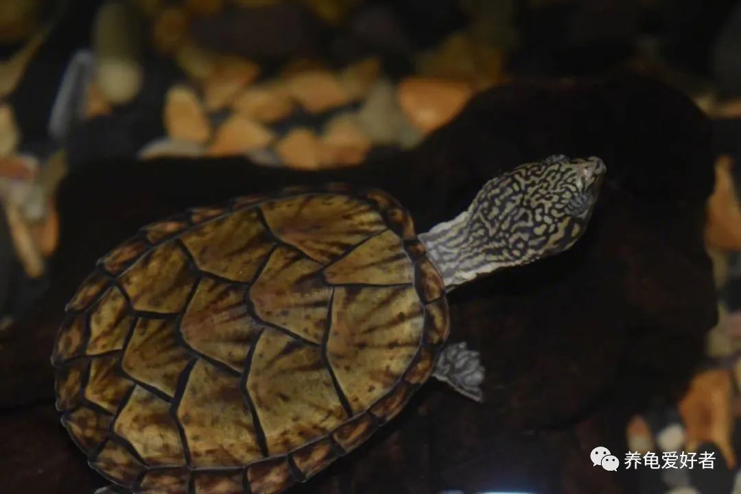 野生乌龟和家养龟有什么区别,野生龟和饲养龟的区别