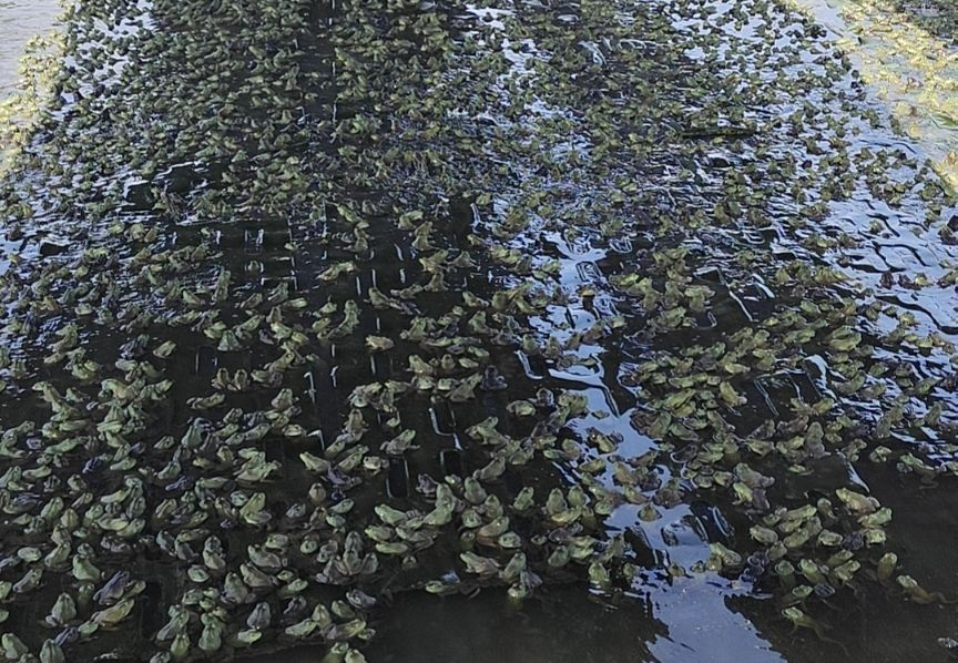 牛蛙烂皮是什么引起的,牛蛙烂头烂脚是什么原因